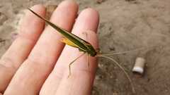 Hyperophora angustipennis