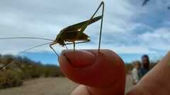 Hyperophora angustipennis