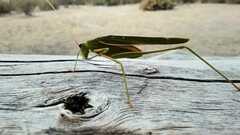Hyperophora angustipennis