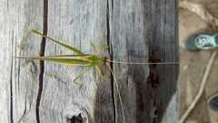 Hyperophora angustipennis