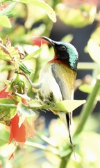 Aethopyga christinae