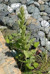 Verbascum densiflorum