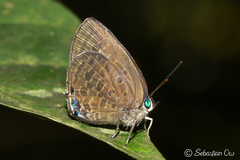 Arhopala aurea