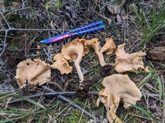 Cantharellus