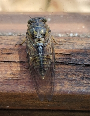 Physeema quadricincta