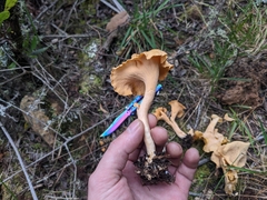 Cantharellus