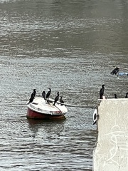 Nannopterum brasilianum