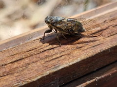 Physeema quadricincta