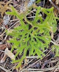Lycopodium japonicum