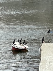 Nannopterum brasilianum