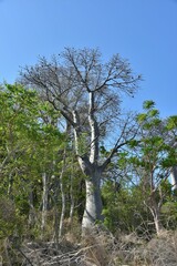 Adansonia madagascariensis