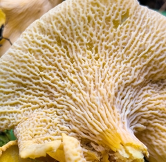 Cantharellus