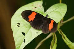 Heliconius melpomene