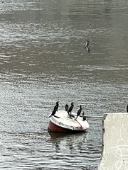 Nannopterum brasilianum