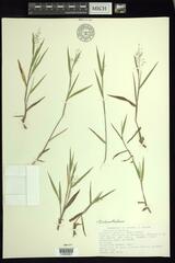 Dichanthelium praecocius