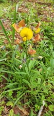 Crotalaria