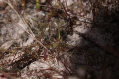 Drosera aquatica