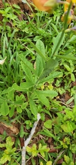 Crotalaria