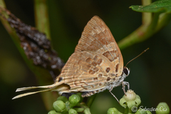 Bindahara phocides
