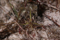 Drosera aquatica