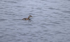 Tachybaptus ruficollis poggei