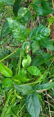Vigna luteola