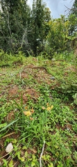 Crotalaria