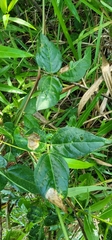 Vigna luteola