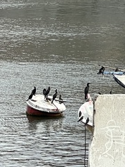 Nannopterum brasilianum