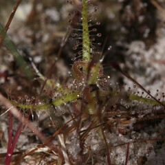 Drosera aquatica