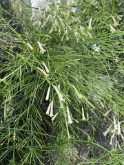 Russelia equisetiformis