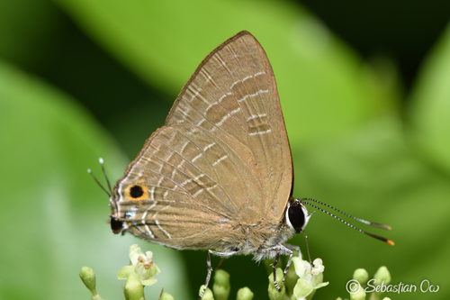 Deudorix epijarbas (Moore, 1858)