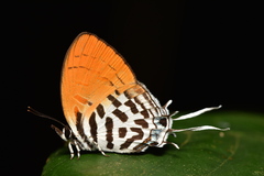 Drupadia ravindra