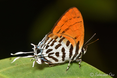 Drupadia ravindra