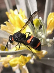 Ancistrocerus haematodes