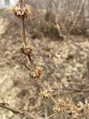 Leonurus quinquelobatus