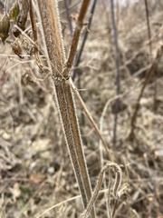 Leonurus quinquelobatus