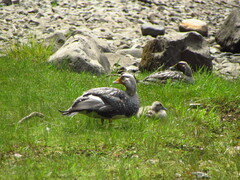 Tachyeres patachonicus