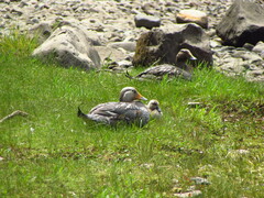 Tachyeres patachonicus