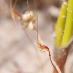 Utricularia capilliflora