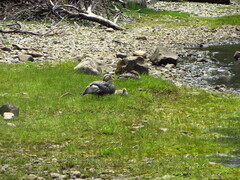 Tachyeres patachonicus