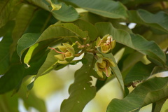 Duabanga grandiflora
