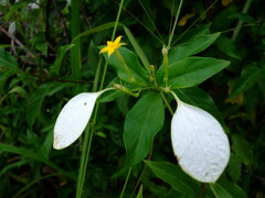 Mussaenda formosanum