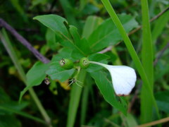 Mussaenda formosanum