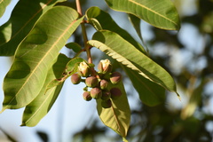Duabanga grandiflora
