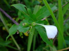 Mussaenda formosanum
