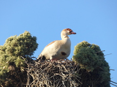 Alopochen aegyptiaca