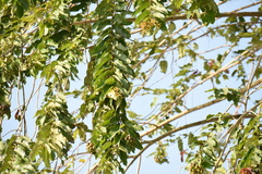 Duabanga grandiflora