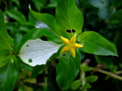 Mussaenda formosanum