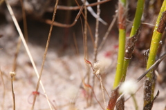 Utricularia capilliflora